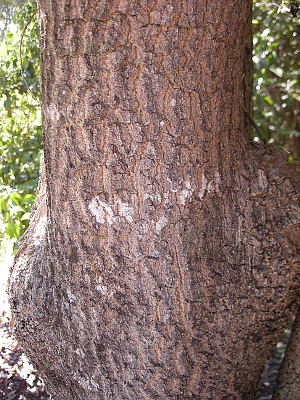 ALSTONIA CONSTRICTA